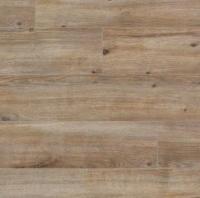 Дуб зимний сад